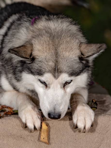 istock Close-Up Of Husky Dog. 1352112044