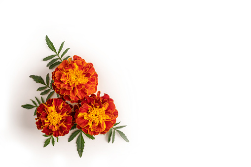 istock Composition of marigolds in the lower left corner on a white background 1352112909