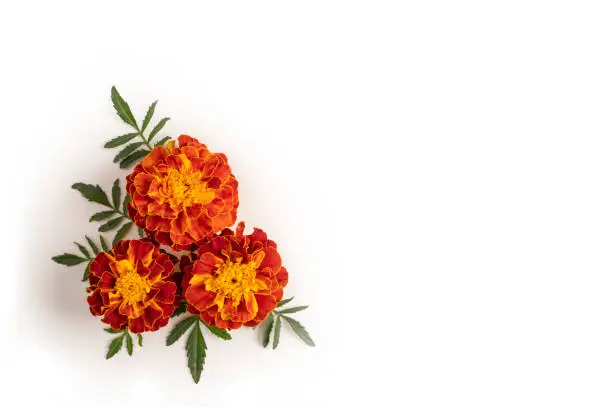 Photo of Composition of marigolds in the lower left corner on a white background