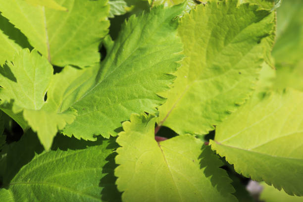istock Neon green leaves on a golden spiknard plant 1352113018