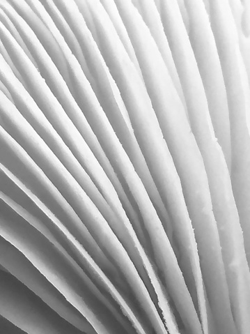 A monochrome abstract background of the curved lines of the gills of an oyster mushroom (Pleurotus ostreatus).