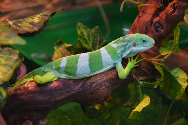 istock Striped Fijian iguana (Latin. Brachylophus fasciatus) 1352117241