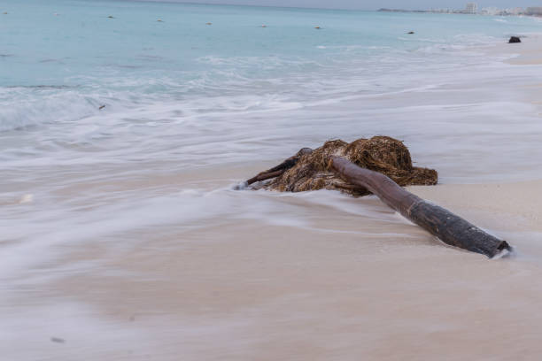Driftwood from the Ocean on the Beach
