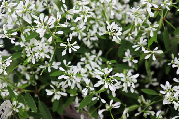 스퍼지 마운드에 작은 꽃의 클로즈업 - euphorbiaceae 뉴스 사진 이미지