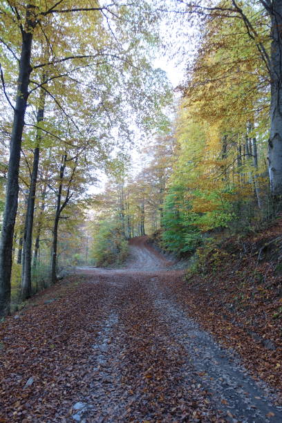 istock Landscapes autumn forests 1352122811