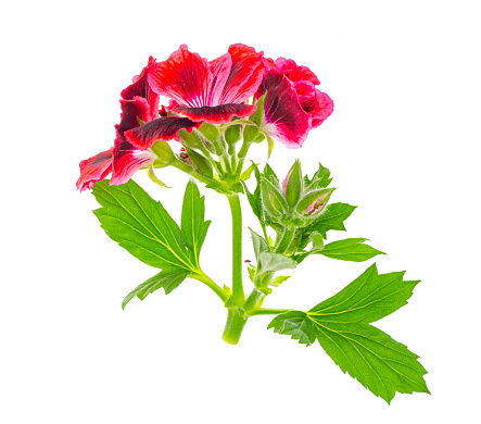 Small twig with pink pellargonium flower with green leaves isolated on white background. Studio Photo