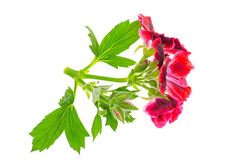 Small twig with pink pellargonium flower with green leaves isolated on white background. Studio Photo