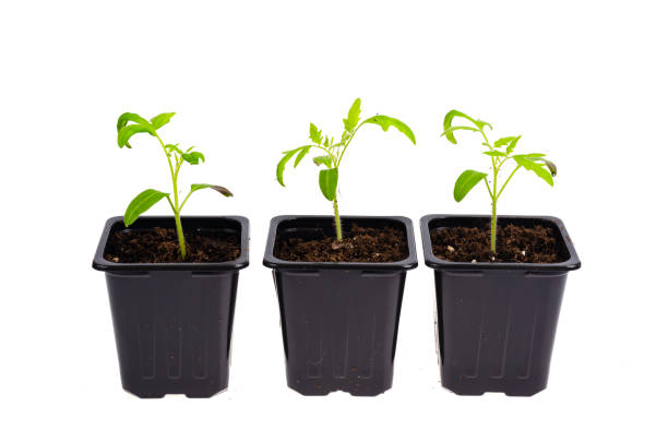 istock Plastic containers with young green growing seedlings of tomatoes isolated on white 1352124225