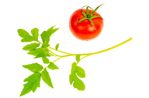 istock Young green leaf of tomato on white background 1352124433