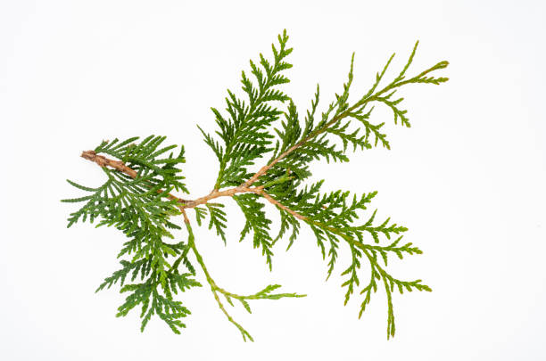 istock Thuja occidentalis green branch isolated on white background. Studio Photo 1352124628