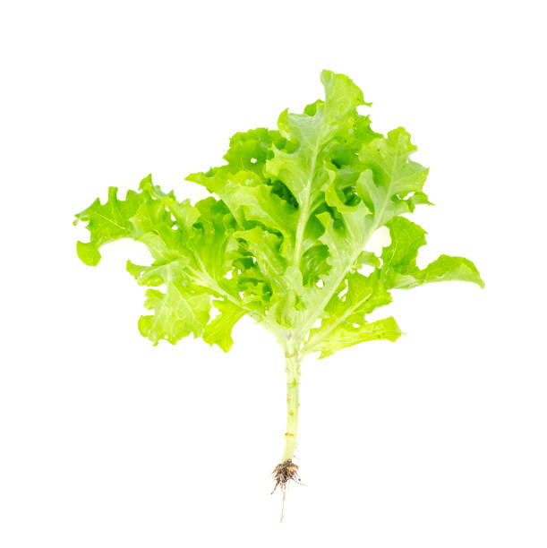istock leafy salads of different colors isolated on white background. Studio Photo. 1352124726