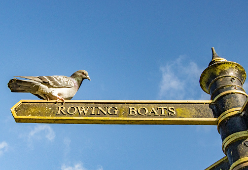 Feral Pigeon on Rowing Boats Sign at Belper River Gardens in Derbyshire, England