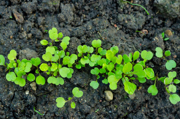 First shoots of greenery in garden bed. Studio Photo First shoots of greenery in garden bed. Studio Photo. plantlet stock pictures, royalty-free photos & images