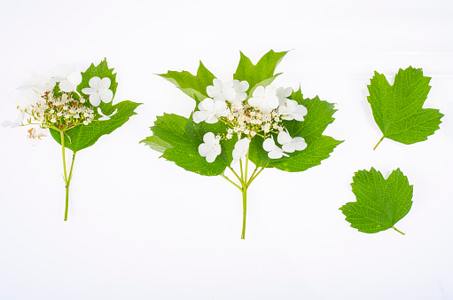 Branch of viburnum with white inflorescences and green leaves on white background. Studio Photo.