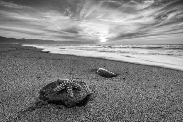 Starfish Beach Sunset Black And White