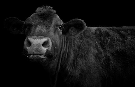 Best Beef Cattle Pictures [HD] | Download Free Images on Unsplash