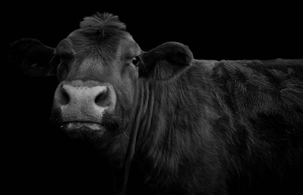 Close-up of a cow looking at camera and isolated on black background Close-up side view of a cow. Cattle looking at camera and isolated on a black background and copy space. dairy farm photos stock pictures, royalty-free photos & images