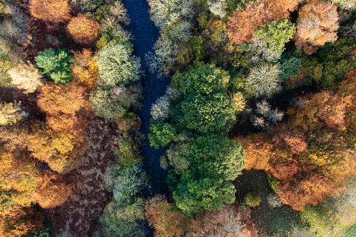 Colores otoñales en el bosque junto a un río photo