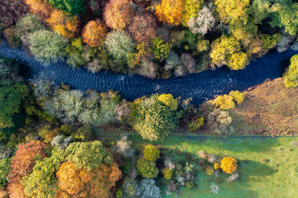Small river flowing past autumn Scottish woodland