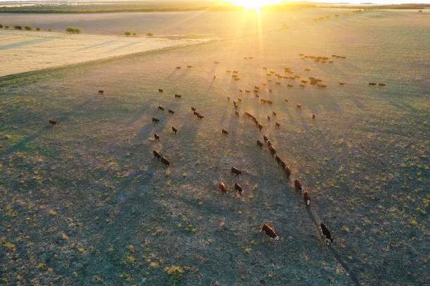 istock Cattle raising in pampas countryside 1352126736