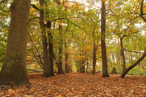 istock a path with brown leaves and green trees in a sunny forest in autumn 1352127364