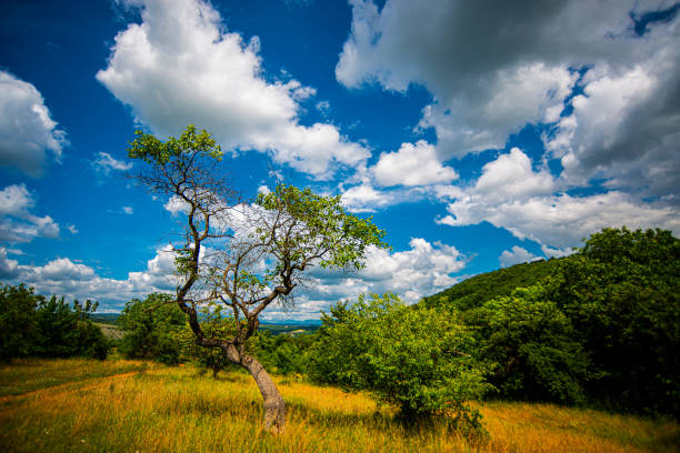 Branch of tree on the blue cloudy sky