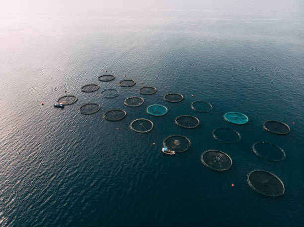 istock Drone View Fish Farms in the Sea 1352127954