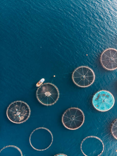 istock Drone View Fish Farms in the Sea 1352128655