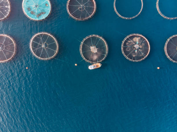 istock Drone View Fish Farms in the Sea 1352128658