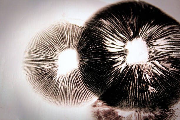 dunkle sporenabdrücke, die die kiemen eines pilzes zeigen - magic mushroom psychedelic mushroom fungus stock-fotos und bilder