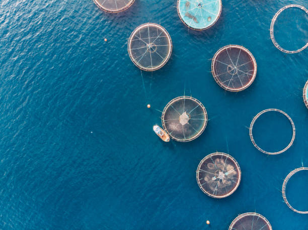 istock Drone View Fish Farms in the Sea 1352128832