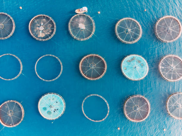 istock Drone View Fish Farms in the Sea 1352128840