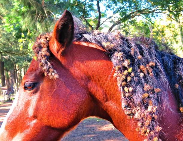 Brown horse with burdock the horse's mane .