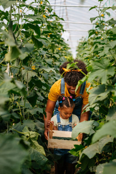 istock Family harvesting vegetables from garden 1352129165