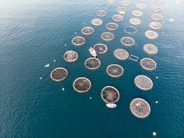 istock Drone View Fish Farms in the Sea 1352129233