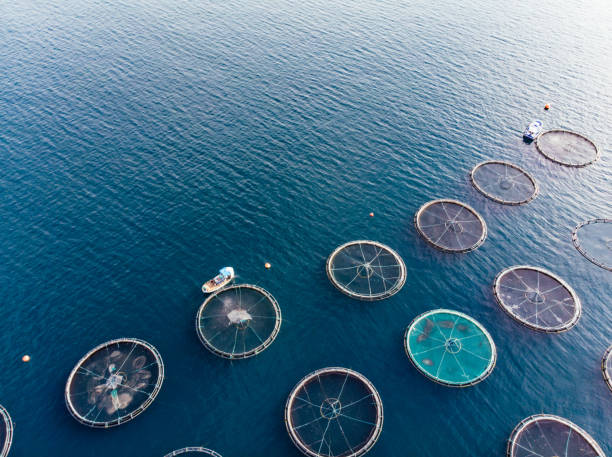 istock Drone View Fish Farms in the Sea 1352129295