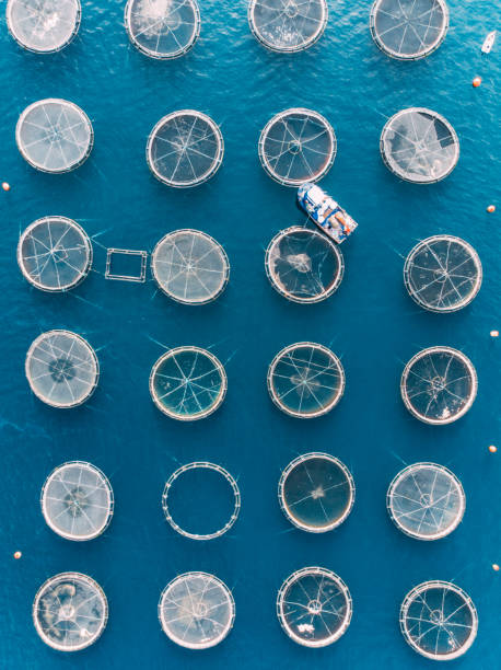 drone view fermes piscicoles dans la mer - aquaculture photos et images de collection