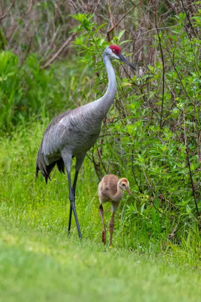 A pair of adult Sandhill Cranes work together to feed their young along the boundary of a wetland in Florida