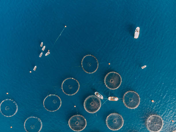 istock Drone View Fish Farms in the Sea 1352130078