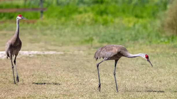 Sandhill Cranes stroll along a grassy path in a Florida wetland