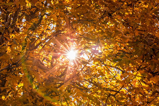 Chestnut tree with sun shining through the autumn leaves. Beautiful sunbeams.