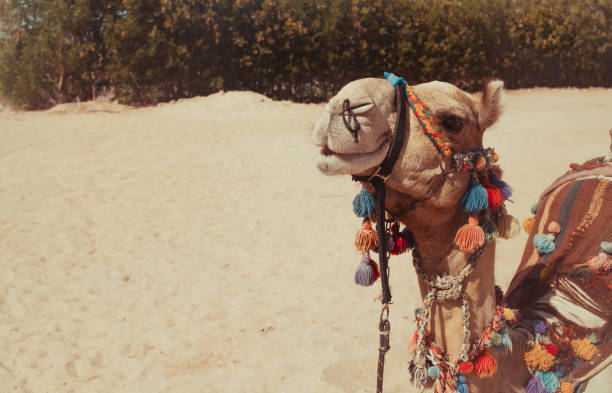 istock Funny arabian camel on sund background 1352131257