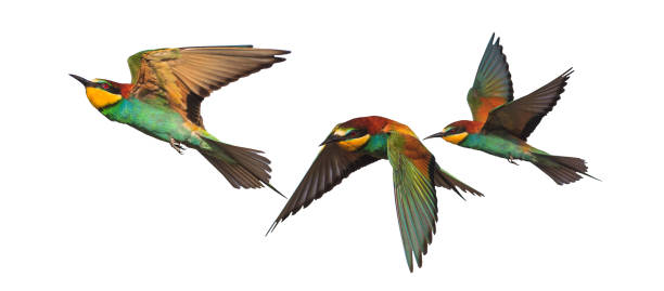 istock colorful birds of paradise isolated on white 1352131477