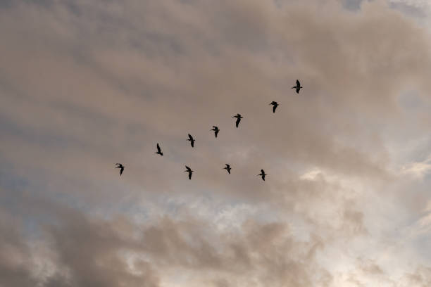 istock A flock of Pelicans flies overhead 1352131742