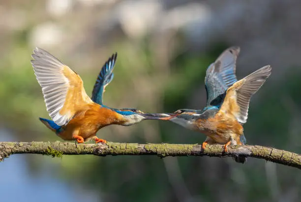 Common kingfisher (Alcedo atthis) ritual feeding.