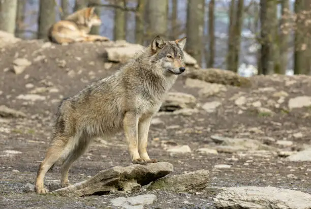 Beautiful male canadian timberwolf standing on a rock.