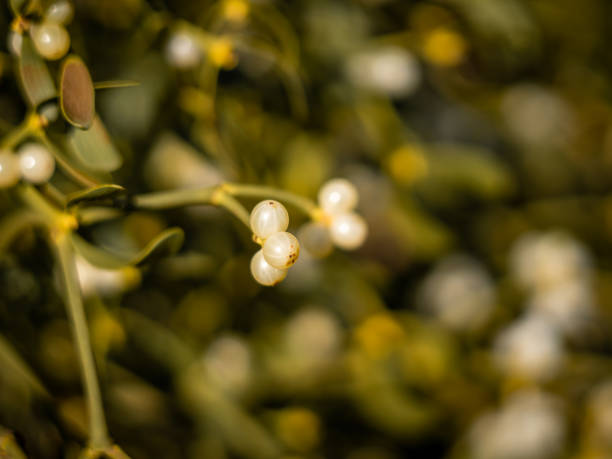 веточка омелы с белыми ягодами. - european mistletoe стоковые фото и изображения