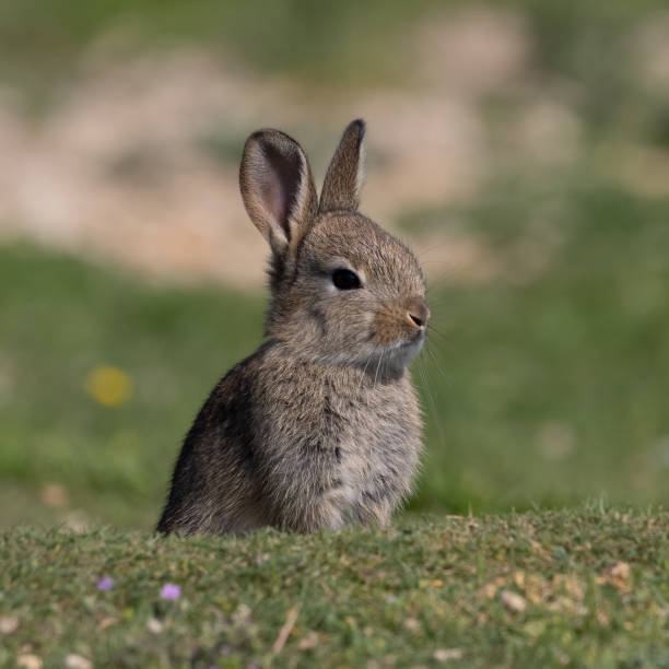 istock European rabbit, Common rabbit, Oryctolagus cuniculus sitting on a meadow at Munich 1352133784