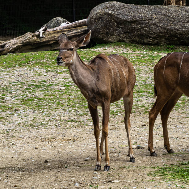 istock The common eland, Taurotragus oryx is a savannah antelope 1352133831