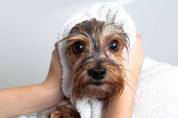 A dog in the bathroom in a towel. Yorkshire Terrier is in the bathroom at home. Care stock photo